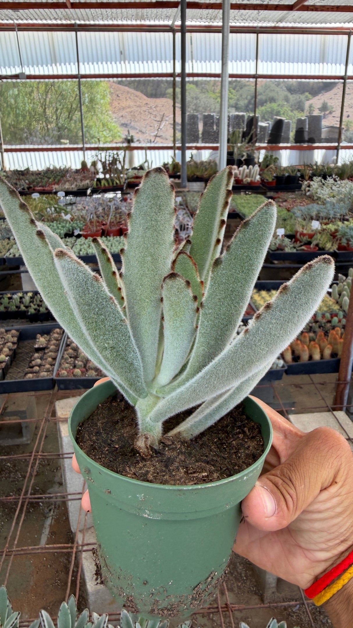 Large full Panda Plant Kalanchoe tomentosa in 4 inch pot