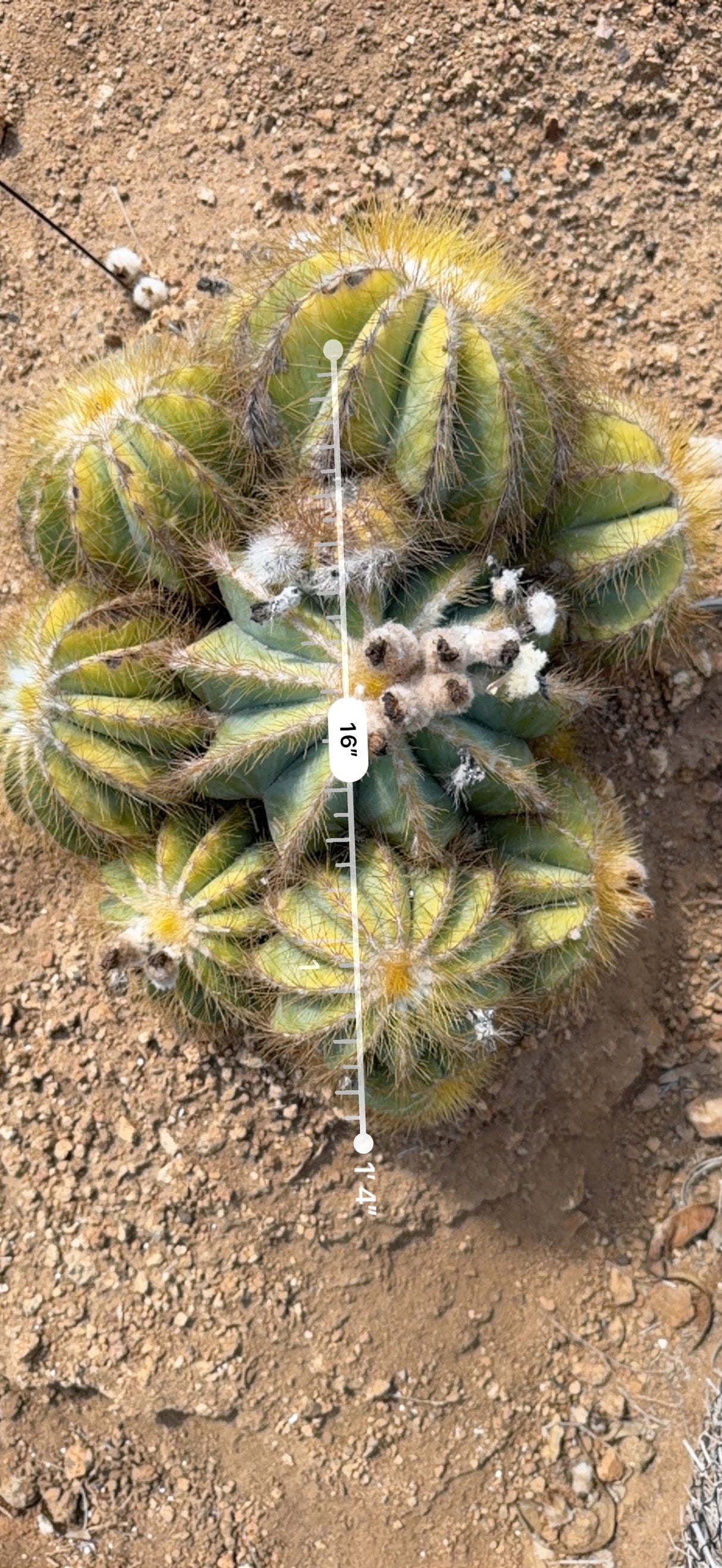 Balloon Cactus cluster measured at about 16 inches across