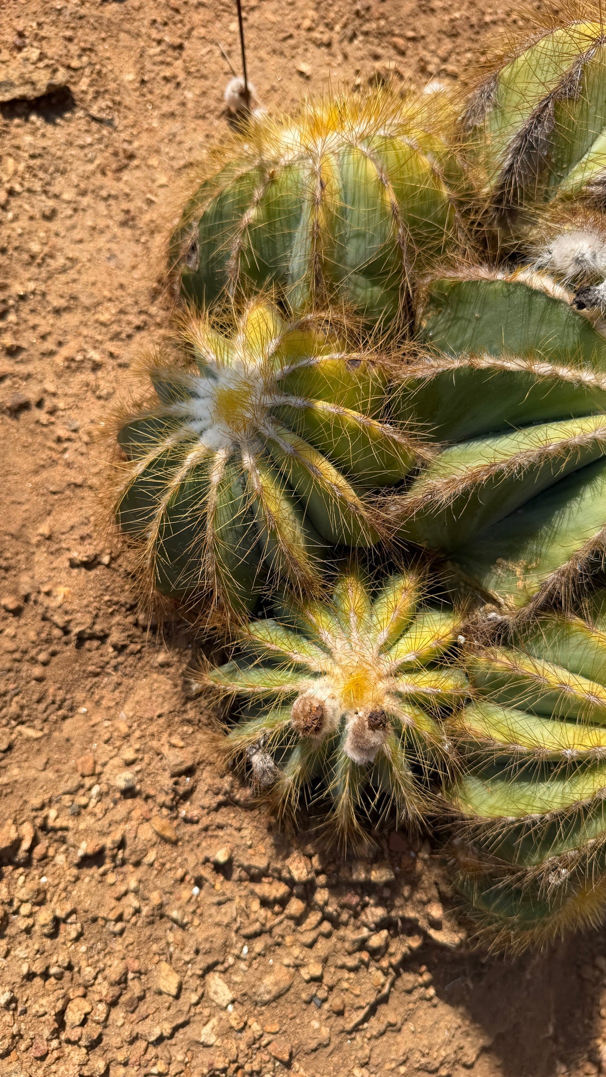 Golden bristled ribs of the Balloon Cactus cluster up close