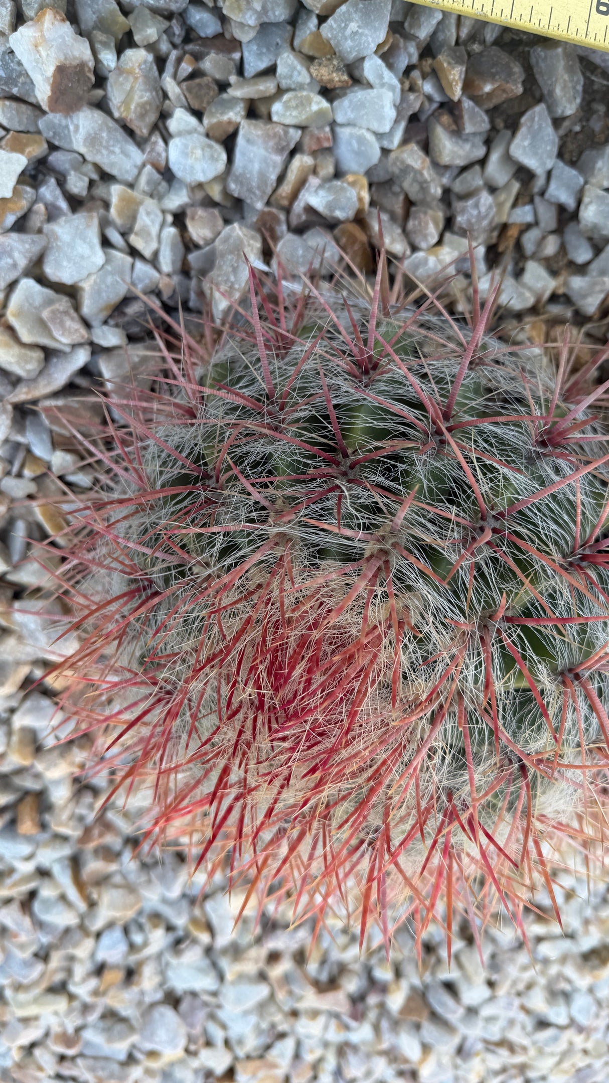 Close view of rose-red cactus spines and long white cobwebby hair