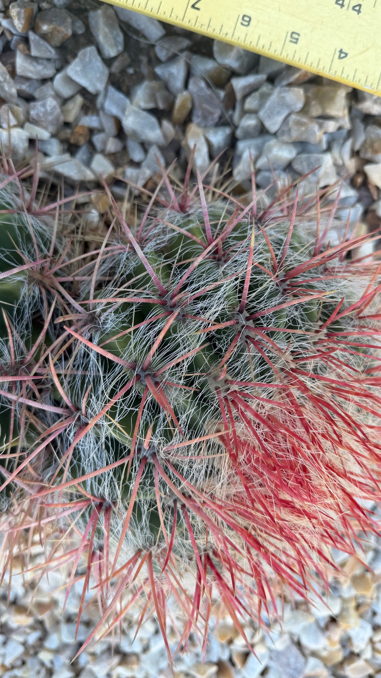 Red-spined clustering barrel cactus heads with white hair