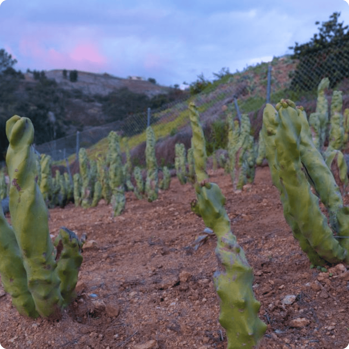 Totem Pole Cactus (Skinny Form) - Lophocereus Schottii Mieckleyanus