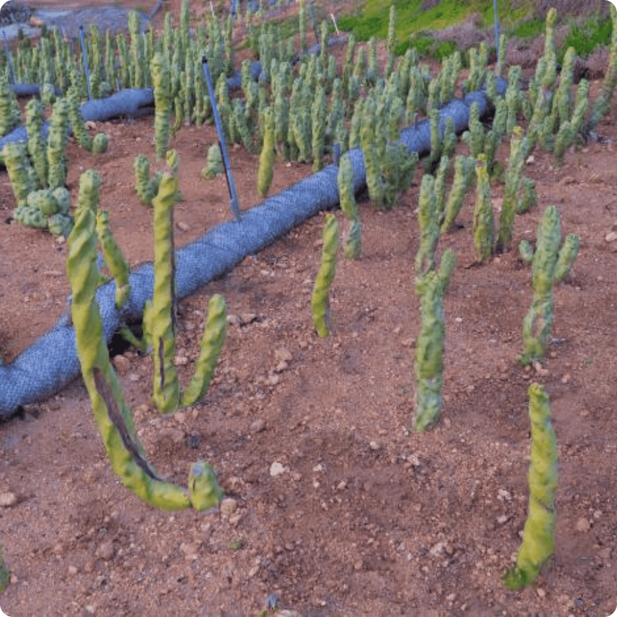 Totem Pole Cactus (Skinny Form) - Lophocereus Schottii Mieckleyanus