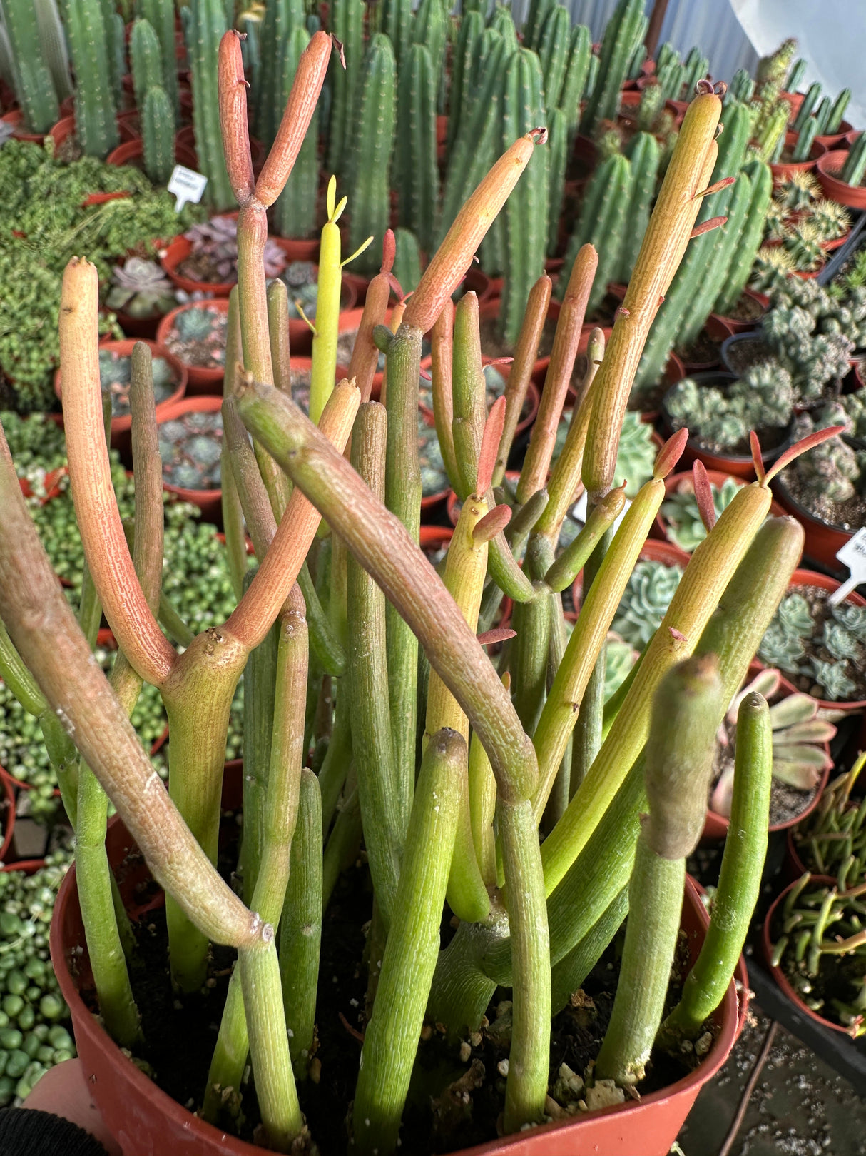 Euphorbia tirucalli Sticks on Fire - (Pencil Cactus)