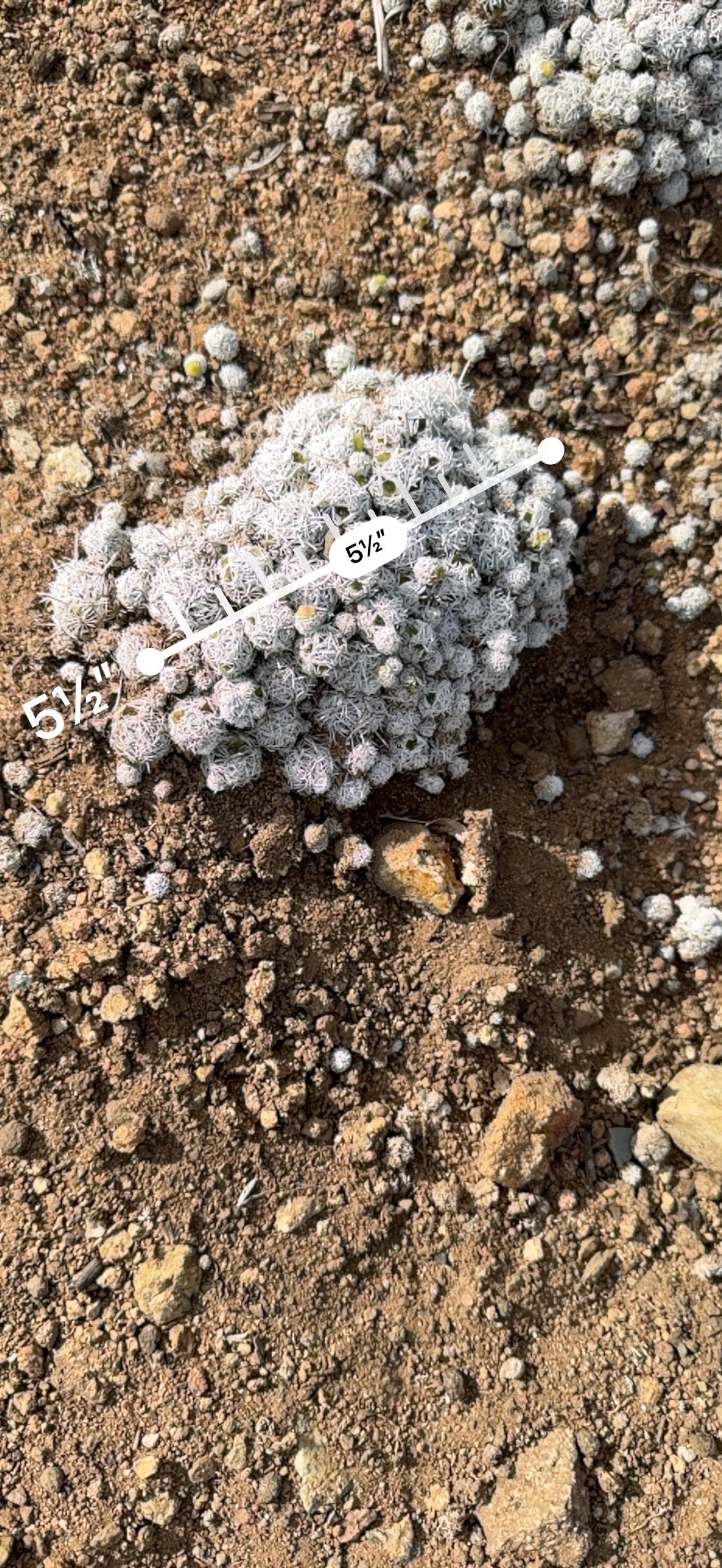 Thimble Cactus mound measured at about 5.5 inches across with an AR ruler