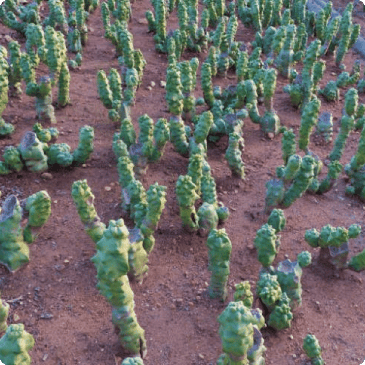 Totem Pole Cactus - Lophocereus shottii Obesa