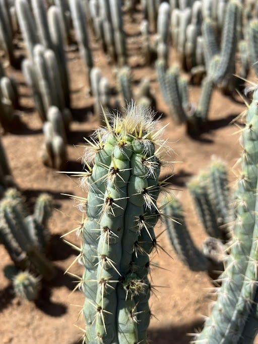 Pilosocereus pentaedrophorus - Pilosocereus pentaedrophorus