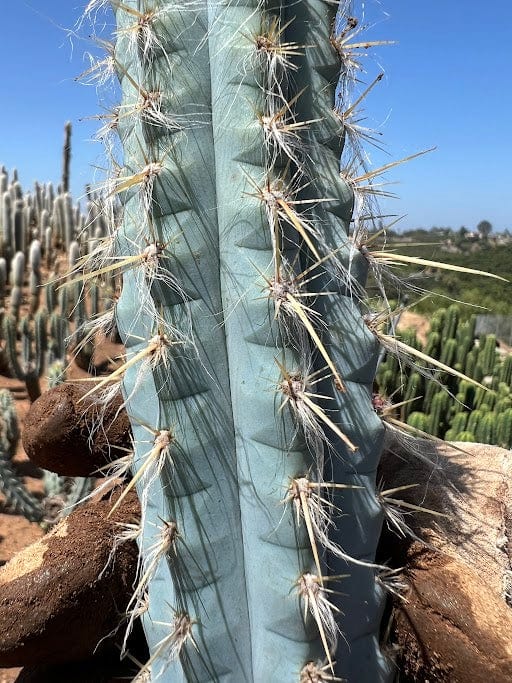 Pilosocereus pentaedrophorus - Pilosocereus pentaedrophorus