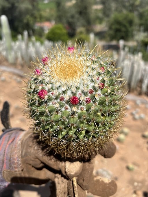Rainbow Pincushion - Mammillaria rhodantha