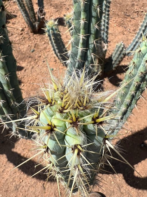 Pilosocereus pentaedrophorus - Pilosocereus pentaedrophorus