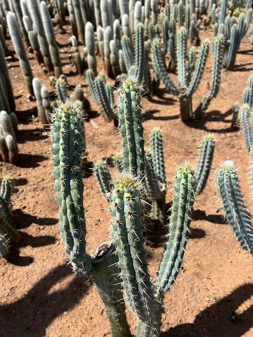 Pilosocereus pentaedrophorus - Pilosocereus pentaedrophorus