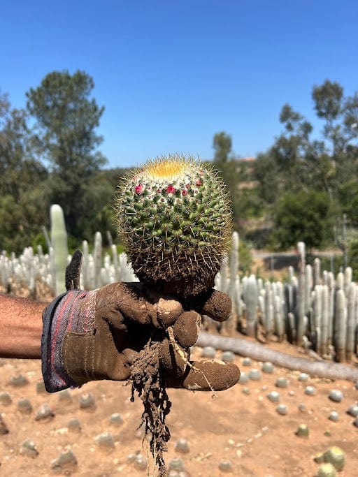 Rainbow Pincushion - Mammillaria rhodantha