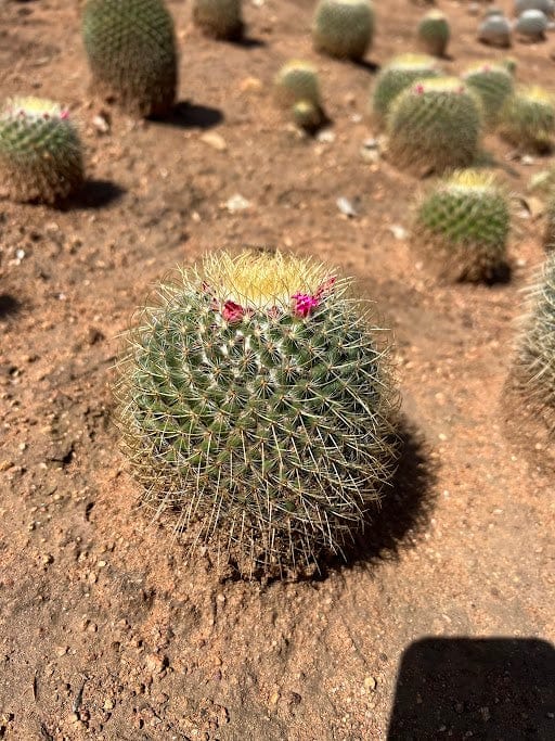 Rainbow Pincushion - Mammillaria rhodantha