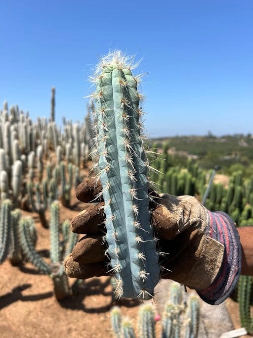 Pilosocereus pentaedrophorus - Pilosocereus pentaedrophorus