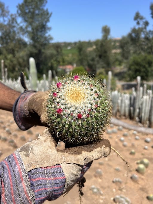 Rainbow Pincushion - Mammillaria rhodantha