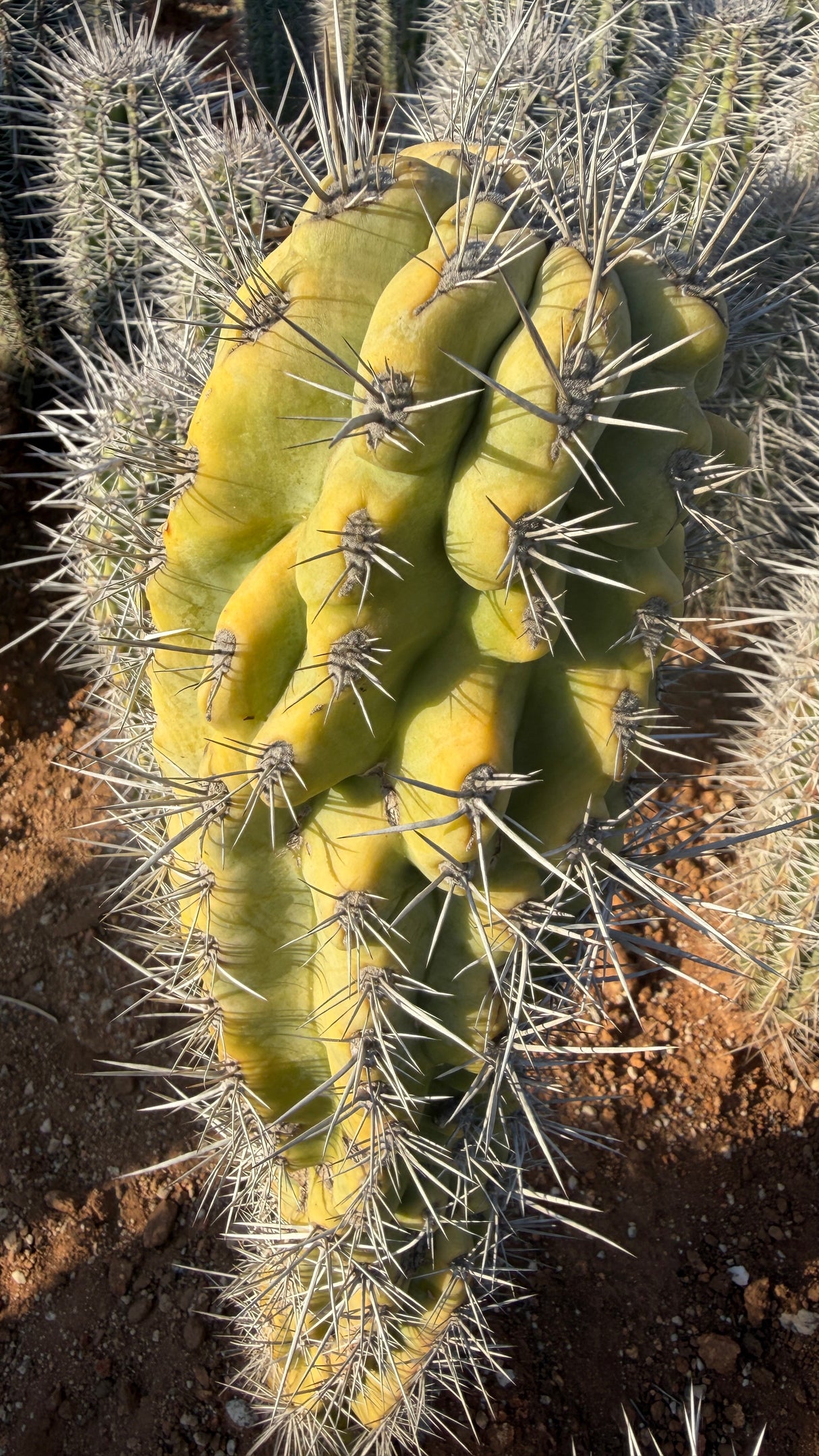 Crown of a monstrose Cardon showing the irregular rib pattern