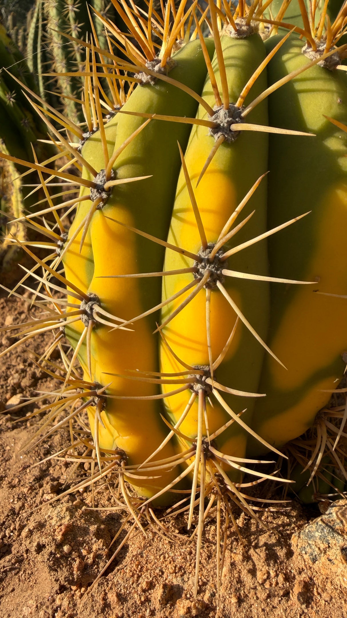 Close view of yellow variegation and gold spines on Trichocereus terscheckii