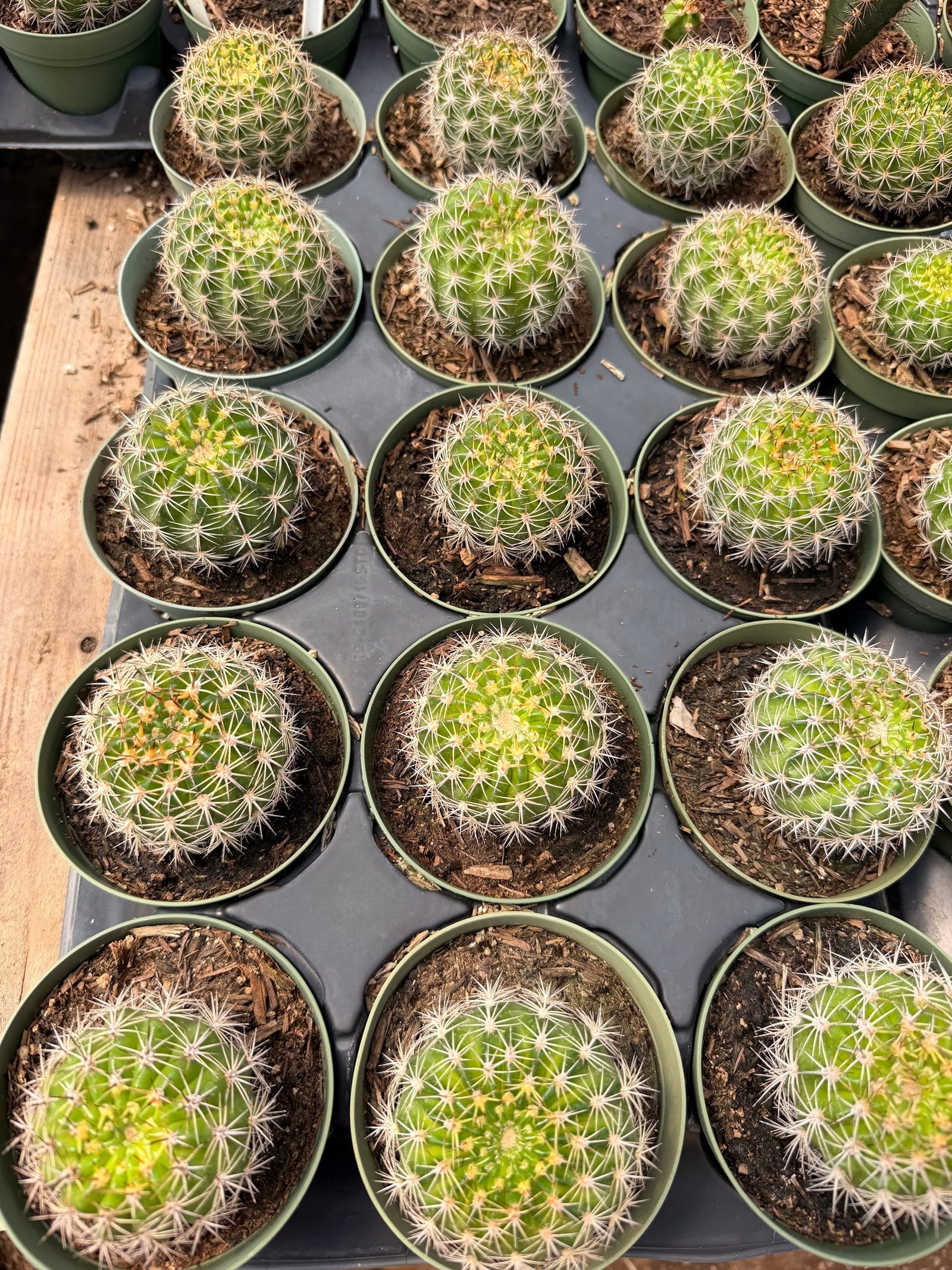 How to Repot a Cactus Safely (Without Getting Stabbed)