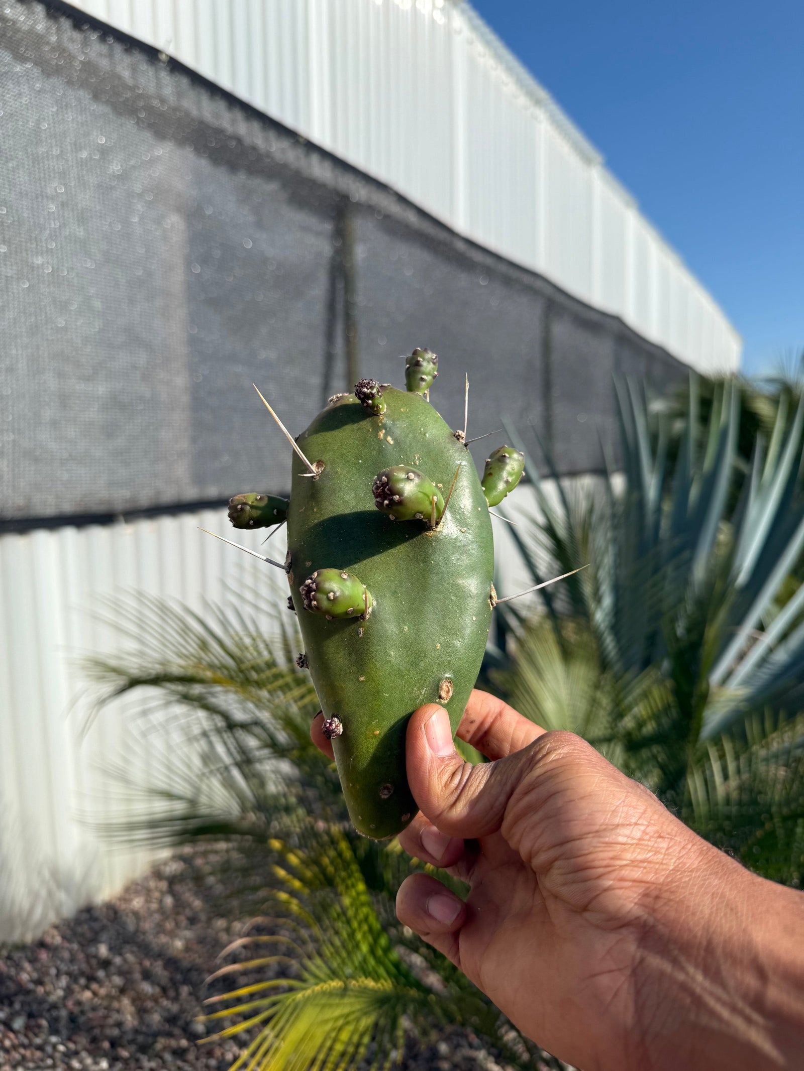 Cold-hardy Opuntia elata prickly pear cactus growing outdoors