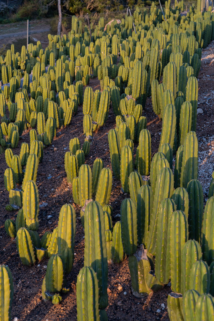 San Pedro Cactus Facts