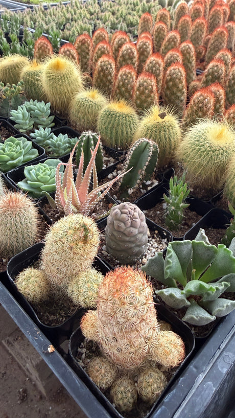 Plants in soil 