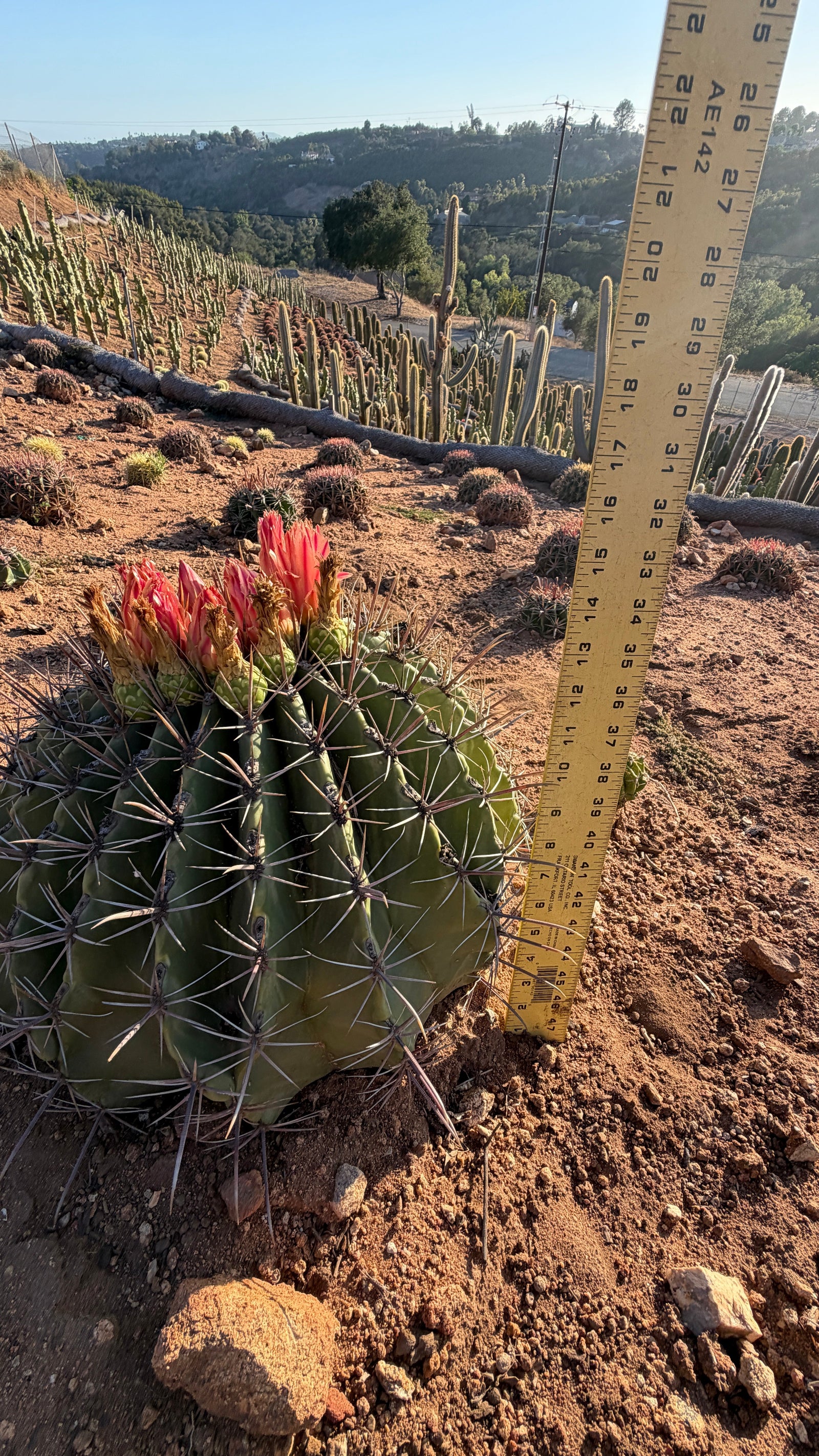 A healthy, firm barrel cactus in bloom in the growing field at the Cactus Warehouse nursery in Fallbrook, California