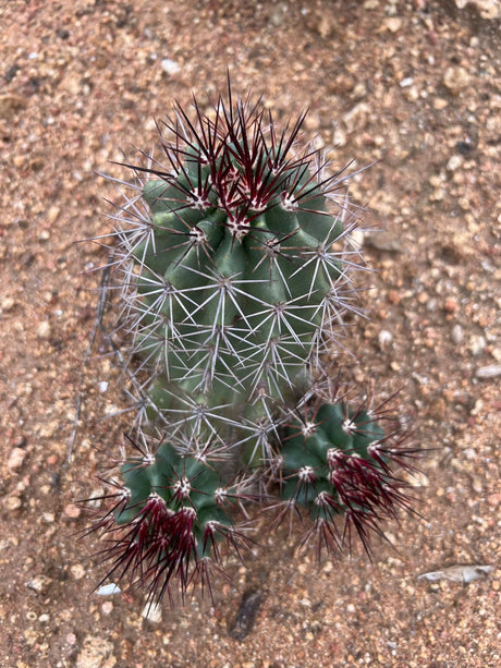 Claret cup hedgehog cactus, Echinocereus triglochidiatus, seen from above with red spines and offsets