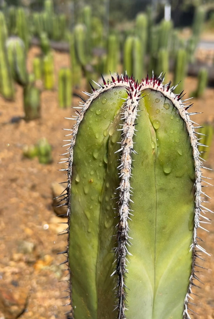 The Essential Guide to Watering Your Cactus!