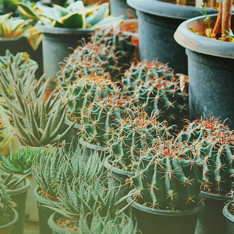 Watering a cactus with a long-spout can at the Cactus Warehouse nursery