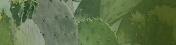 New Arrivals – Cactus Warehouse – Page 2 – CactusWarehouse