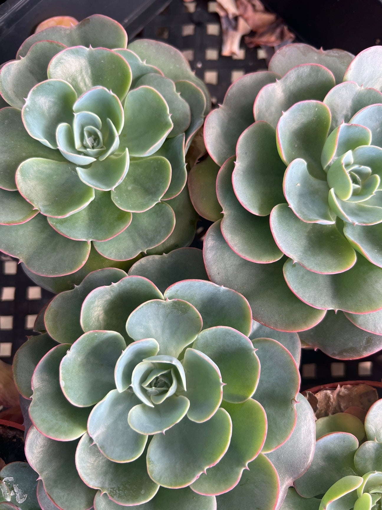 Succulents