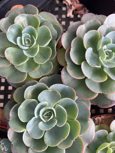 Succulents