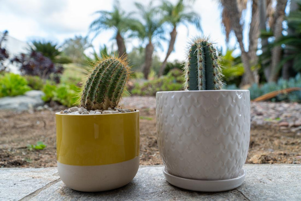 Mini Cacti and Succulents