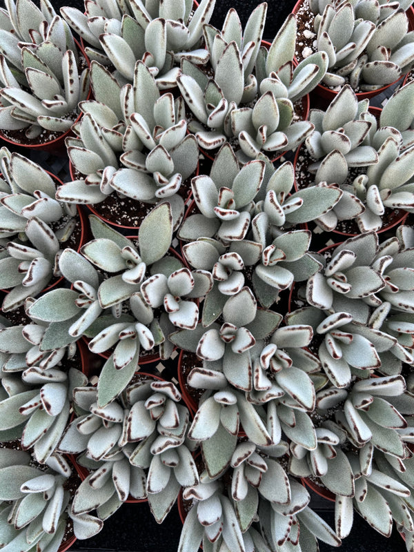 One-of-a-Kind Cacti | Cactus Warehouse – Page 2 – CactusWarehouse