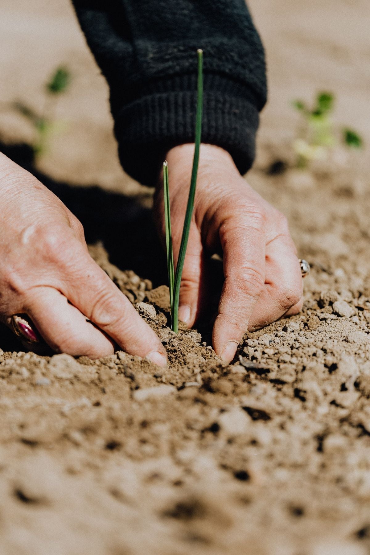 Hands planting a seedling into fresh soil