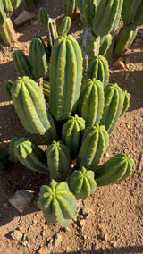 rooted san pedro cactus for sale 6-9" San Pedro (Echinopsis pachanoi) Cactus Cutting
