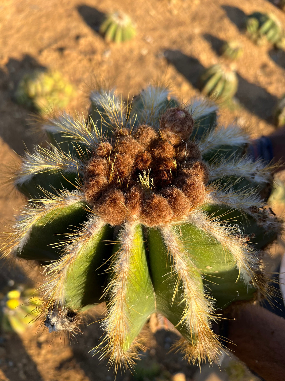 Notocactus magnificus - Parodia magnifica, Ball Cactus