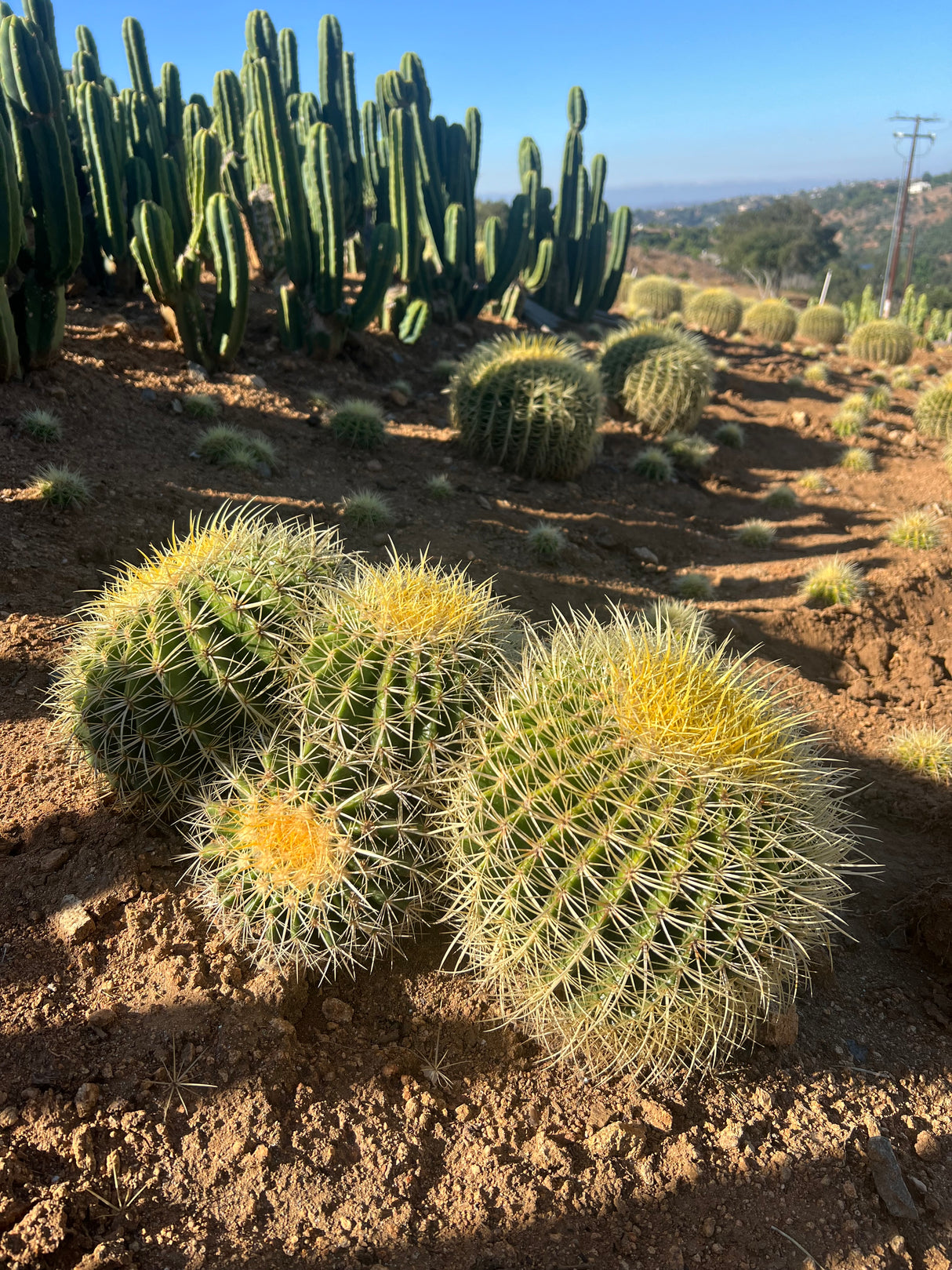 Golden Barrel Cactus 5-Pack Cluster - Echinocactus grusonii