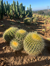 Golden Barrel Cactus 5-Pack Cluster - Echinocactus grusonii