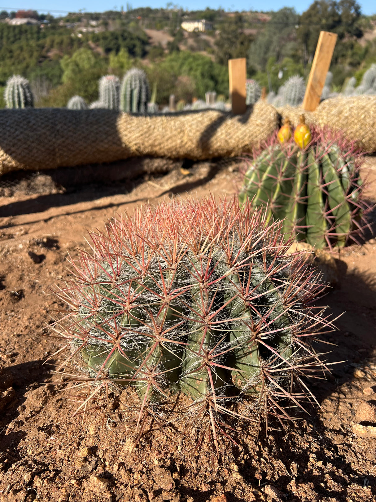 Red Barrel Cactus - Ferocactus sp.