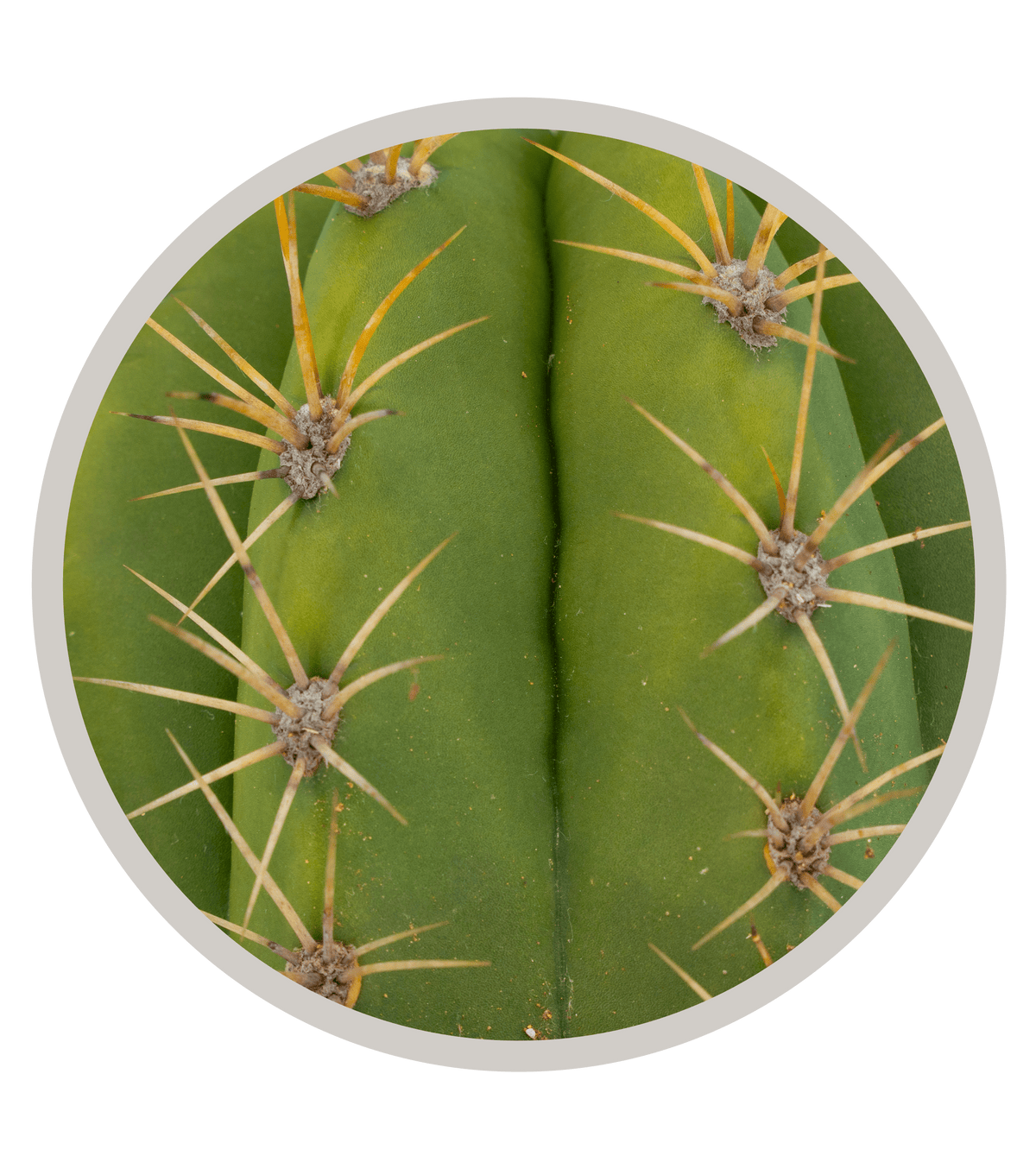Products CactusWarehouse products-cactuswarehouse