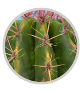 Mexican Lime Cactus, Ferocactus pilosus/stainesii, Ferocactus pringlei ,Viznaga de Lima, Red Barrel | Cactus Warehouse | Exotic Cacti Collection & Quality Desert Plants