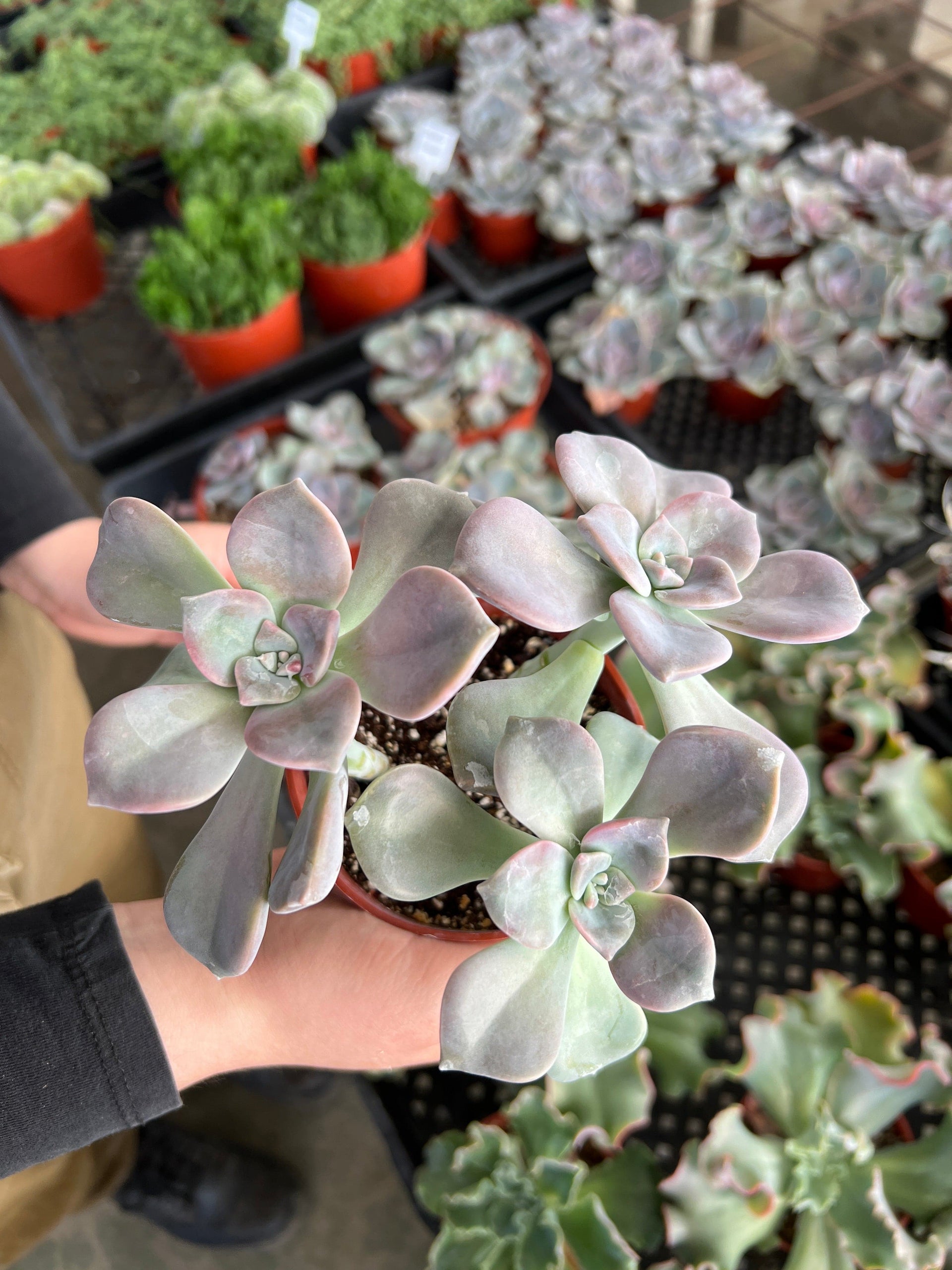 succulent purple delight Purple Delight