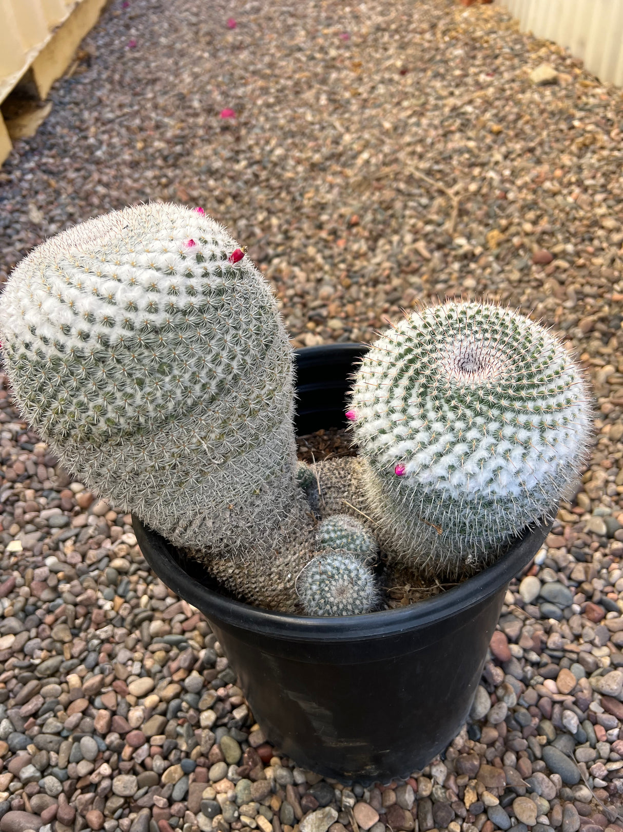 Mixed Mammillaria Hahniana 4-Pack Cluster - Mammillaria Hahniana