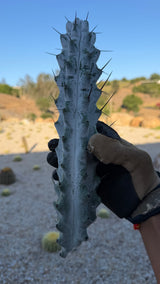 Stenocereus beneckei Chalk Cactus cutting about 12 inches with white farina and dark spines