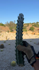 Stenocereus beneckei Chalk Cactus cutting about 15 inches with white farina and dark spines