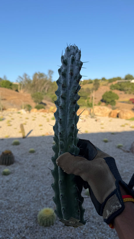 Stenocereus beneckei Chalk Cactus cutting about 15 inches with white farina and dark spines