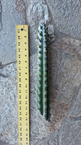 Stenocereus beneckei cutting measured at about 15 inches beside a ruler