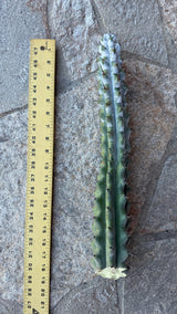 Stenocereus beneckei Chalk Cactus cutting about 18 inches with white farina and dark spines