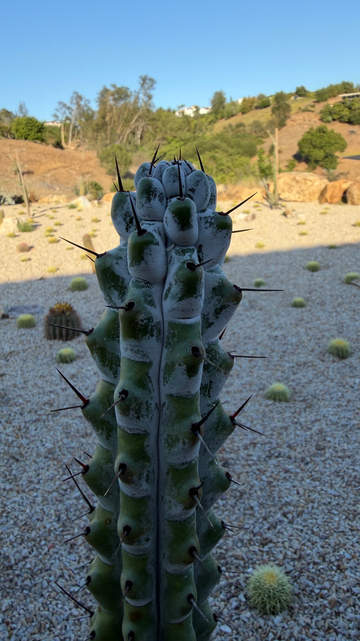 Close view of Stenocereus beneckei white farina coating and dark brown spines